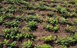 黄精种植技术有哪些关键要点？