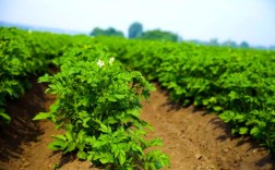 春季土豆怎么种？视频教你关键技术！