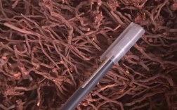 市场干蝎子具体是哪个品种？