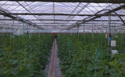 贝贝南瓜种植技术图片