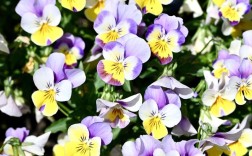 角堇哪个品种最漂亮？