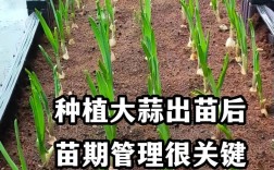 蒜苗种植技术视频如何高效播放学习？