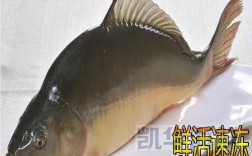 2斤以上鲤鱼批发价多少钱一斤？