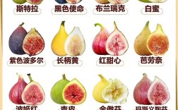 无花果品种那么多，到底哪些最适合在家种？