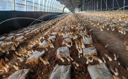 食用菌栽培技术哪家强？