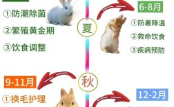 肉兔养殖技术方法有哪些关键点？