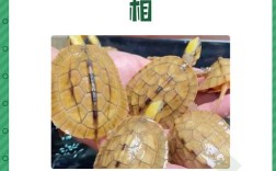 2025金钱龟价格行情如何？市场趋势、影响因素及养殖户该注意什么？