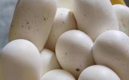 2025水律蛇蛋多少钱一斤？