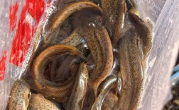 福建泥鳅今日价格多少钱一斤？