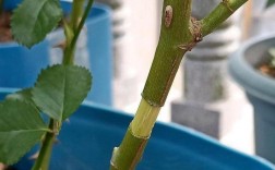 月季压条繁殖视频，如何操作才能提高成活率？关键步骤有哪些需要注意？