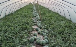 西瓜水上种植怎么种？技术要点有哪些？