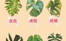 龟背竹到底有多少个品种？