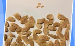 柚子种植技术有哪些关键方法？