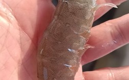 南美对虾海水养殖技术如何高效掌握？