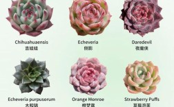 莲花多肉有哪些品种？