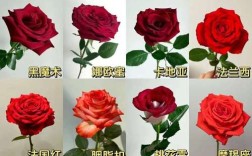 红玫瑰有哪些名贵品种