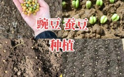 豌豆种植技术视频，关键步骤有哪些？