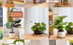 室内花卉种植有哪些实用技巧？