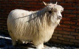 东北养什么品种的山羊