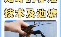 小龙虾高密度养殖如何提效益防病害？