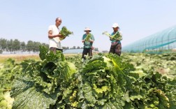 秋大白菜怎么种？视频教你关键技术！