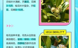 桂花树品种如何快速区分？