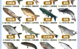 名贵食用淡水鱼有哪些常见品种？