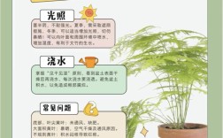 文竹栽培管理有哪些关键技术？
