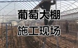 河北温室大棚葡萄技术怎么掌握？