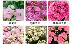 新手养长寿花，哪个品种最好养？