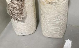 平菇种植视频，新手怎么学？