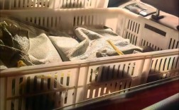 2025年山东蝎子价格会涨还是跌？