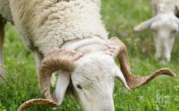 夏季肉羊饲养管理要注意什么？