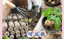 蘑菇种植技术方法与管理有哪些关键点？