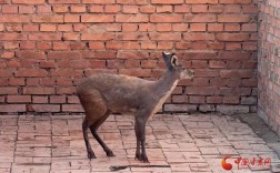 香獐子养殖成本与价格多少？