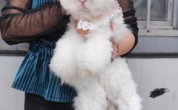 养大型兔子品种及图片