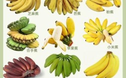 香蕉品种有多少？附图片看区别。