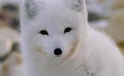 中国狐狸品种有哪些？图片展示全吗？