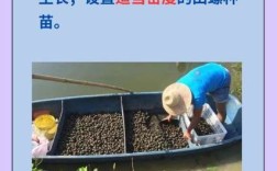 田螺养鱼草鱼技术视频