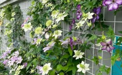 哪种大型藤本品种能爬满墙？