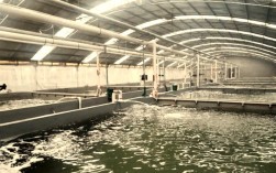 工厂化养殖罗非鱼技术如何高效提质？