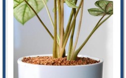 彩叶芋哪个品种最好养又好看？