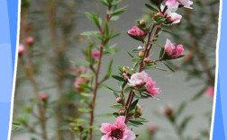 腊梅叶如何辨别品种？