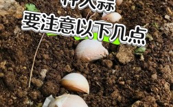 广西大蒜种植技术视频有哪些要点？