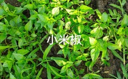小米椒无公害栽培技术要点有哪些？
