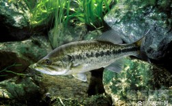 山东鲈鱼养殖技术有哪些关键要点？