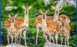 养殖梅花鹿哪个品种最好？