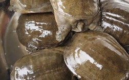 天津温室甲鱼价格现在多少？