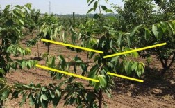 樱桃夏季整形修剪怎么做？