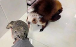 家养松鼠有哪些常见品种？